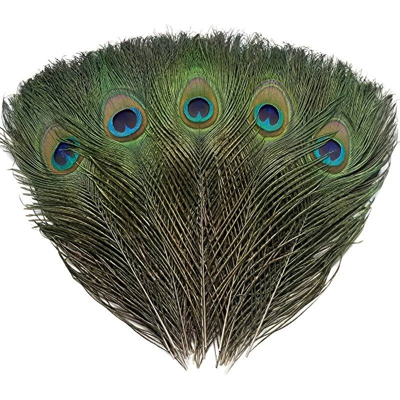 Peacock Feathers - Small (100 Pack)