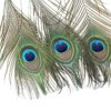 Peacock Feathers - Small (100 Pack)