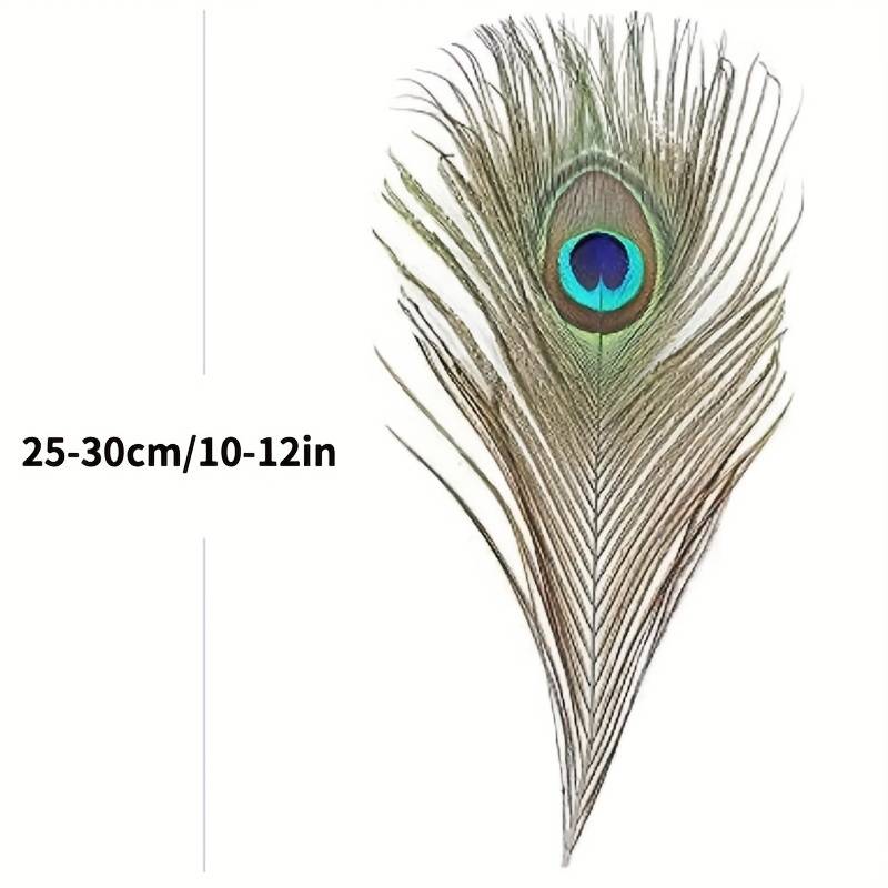 Peacock Feathers - Small (100 Pack)