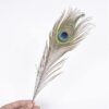 Peacock feathers, scientifically known as train feathers or coverts, are highly specialised structures found in the tails of male peafowls. Composed of a series of elongated feathers, they play a crucial role in courtship displays, attracting mates through their dazzling appearance.