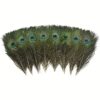 Peacock Feathers - Small (100 Pack)