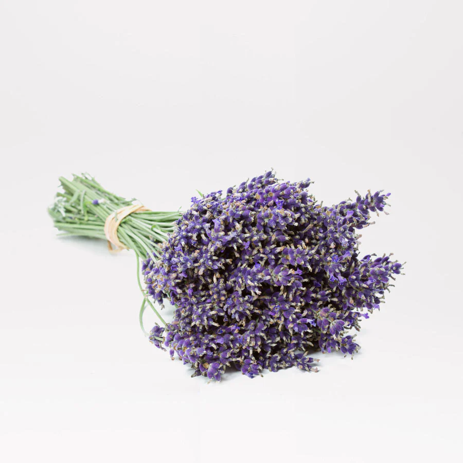 New_Lavender_on_White_1024x1024 Lavenders are small evergreen shrubs with gray-green hoary linear leaves. The purple flowers are sparsely arranged on spikes at the tips of long bare stalks and produce small nutlet fruits.