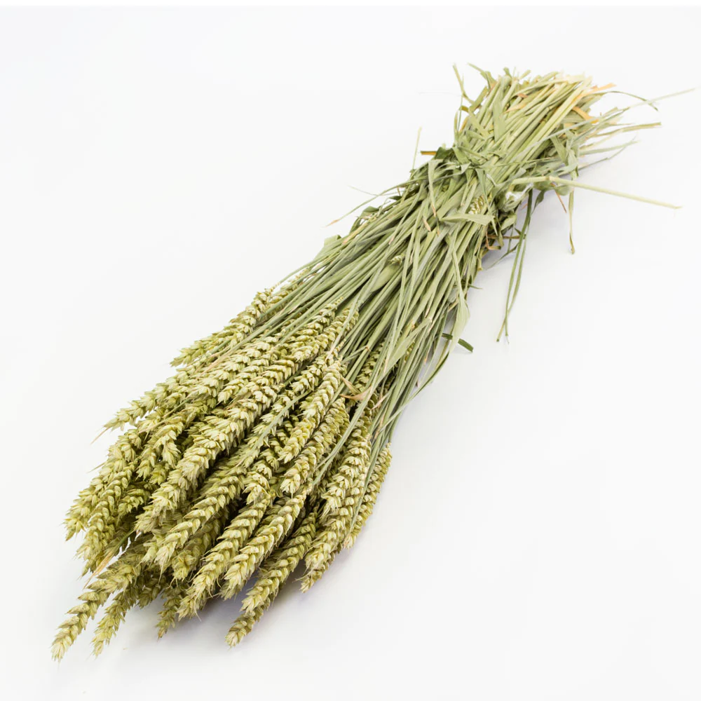 Dried Wheat Stalks have a peculiar countryside charm that is perfect to complete all sorts of rusty and earthy decor themes. The Dried Triticum with its long stems and textured blooms can add a lot of colour and vibrancy to any space they are fashioned in.