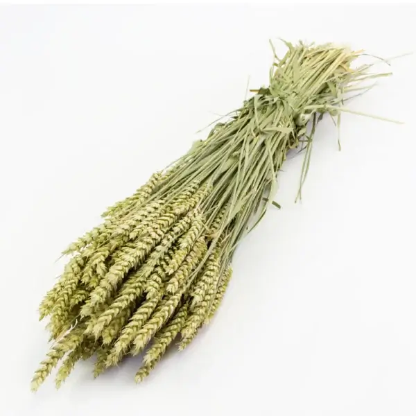 Dried wheat bundles for home décor and crafts image title | dried flowers uk