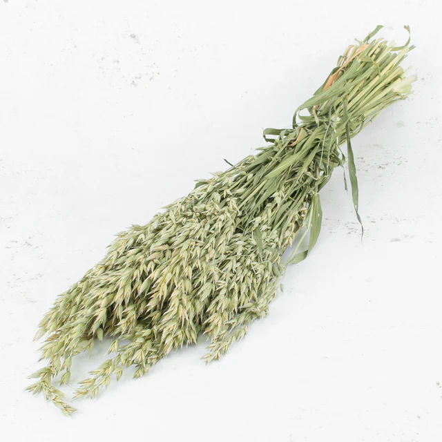 T01503---Oats_-Natural--6 A bunch of dried Avena sativa or Oats A fantastic grass for natural styled dried flower work and rustic floral decor and arrangements A natural addition to rustic indoor decor and floral arrangements