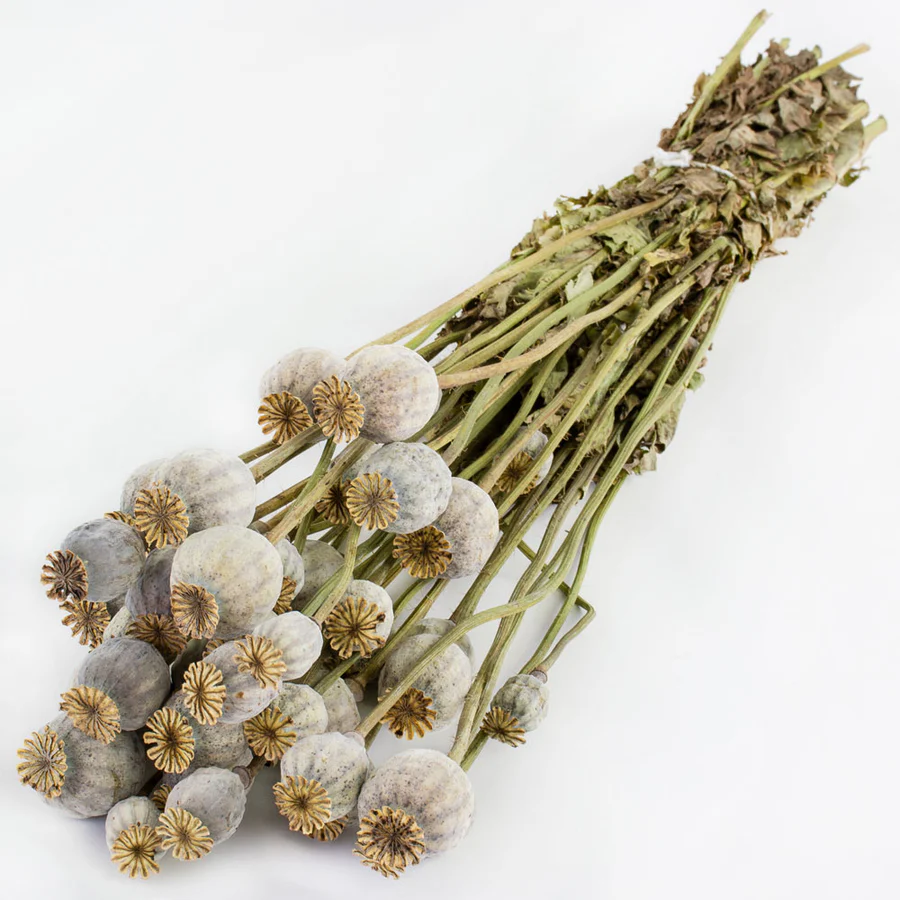 These dried pods of field poppy are popular with flower arrangers for dried flower bouquets and home decor.