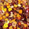 Mixed Dried Flowers for Home Décor and Crafts image title | Dried Decor Flowers