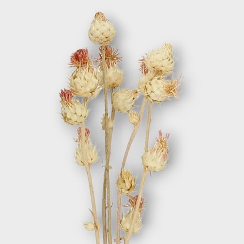 Artichoke, more correctly known as globe artichoke, is a thistle-like plant grown for the edible blossom bud. It is one of only a few vegetable plants grown in North America as a perennial, with new growth arising from the roots annually.