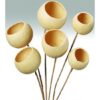 dried-bell-cups-bleached-550x550h These bell cups are a bi-product of the food industry in India. From the Aegle marmelos tree, the fruit known as bael fruit is harvested. The innards are eaten raw or used to make a lemonade-like drink.
