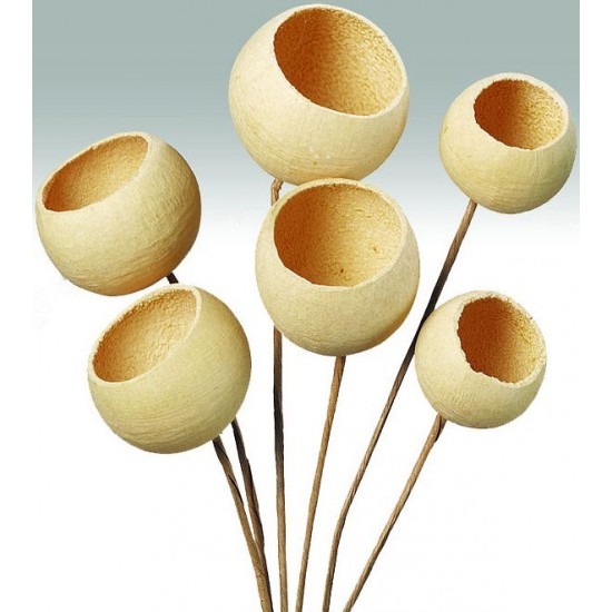 dried-bell-cups-bleached-550x550h These bell cups are a bi-product of the food industry in India. From the Aegle marmelos tree, the fruit known as bael fruit is harvested. The innards are eaten raw or used to make a lemonade-like drink.