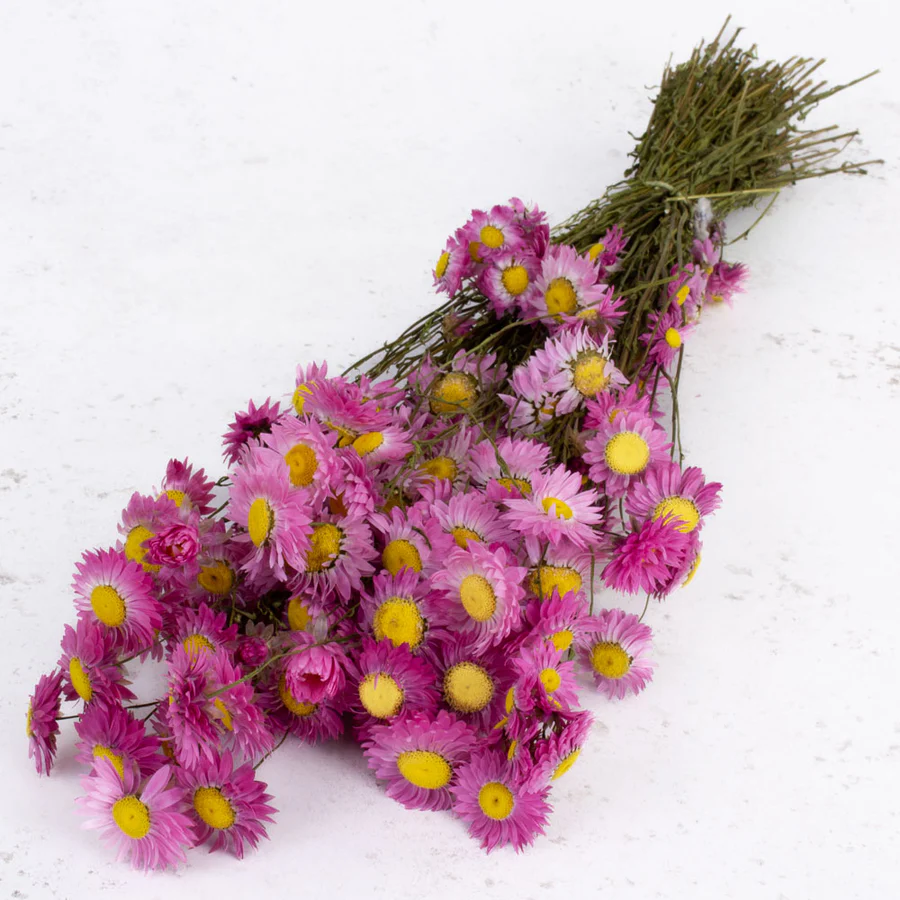T00316-Dried-Acrolinium-Natural-Pink-Bunch Acroclinium is a small flower with delicate petals, which are ideal as a floral home decoration or as a decoration in a wedding. Our dried Acroclinium flowers are carefully processed to preserve their delicate texture and vibrant colors, ensuring they remain a stunning addition to any arrangement.