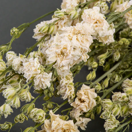T00318B-Dried-Delphinium-Natural-White-Bunch-4 delphiniums are renowned for their rich colours and commanding presence. They flower in early summer and are perfect for beds and borders and make a glorious cut flower. Easy to grow annual delphiniums (consolida or larkspur) are smaller and will flower all summer.