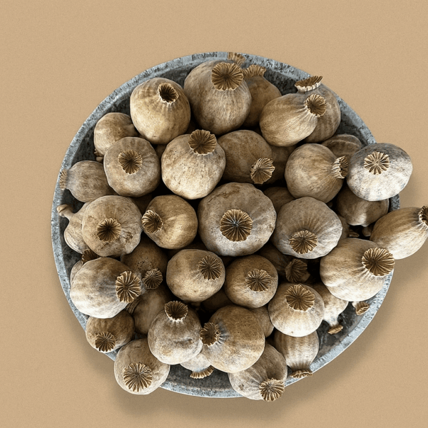 Xl dried poppy pods for crafts and home décor image title | dried flowers uk