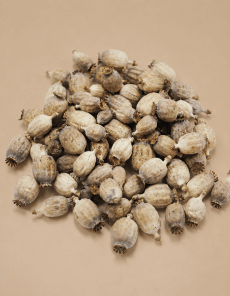 Medium dried poppy pods for crafts and home décor image title | dried flowers uk